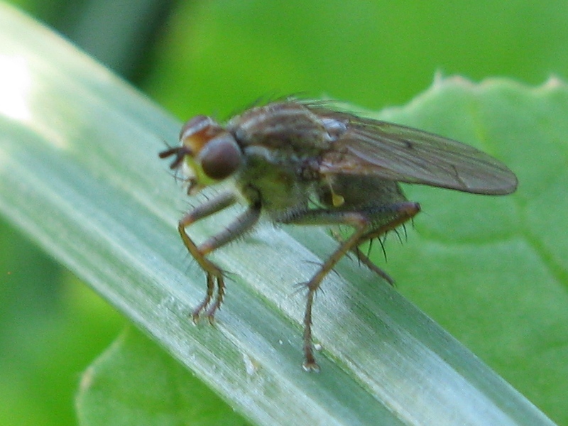 Scathophaga stercoraria (Scathophagidae).